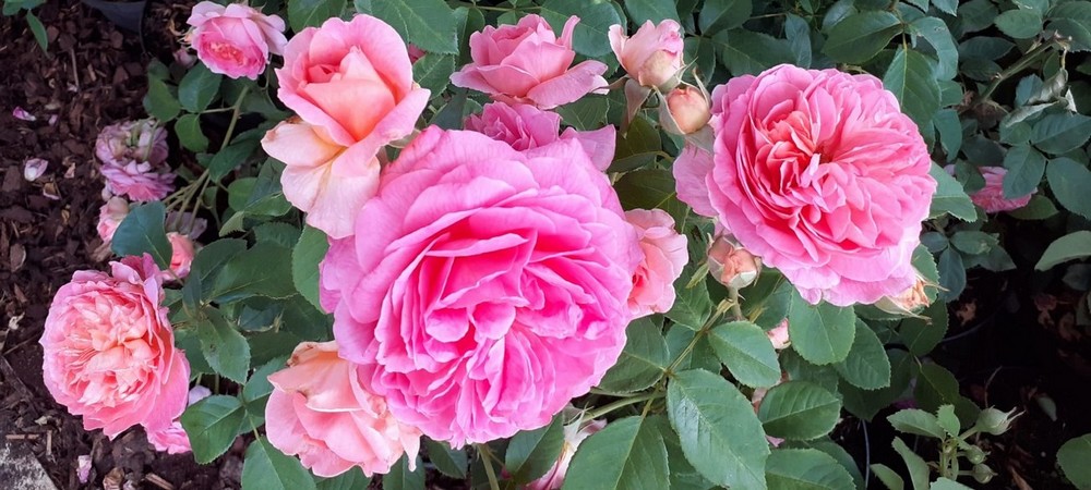 Plantation des rosiers Soroptimist pour fêter les 45 ans de notre Club